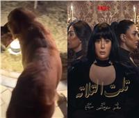 كلب يهاجم موقع تصوير «تلت التلاتة» ويقطع مشهد لـ غادة عبدالرازق