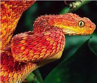 الصور| أغرب 6 أنواع للثعابين حول العالم.. أبرزها التنين 