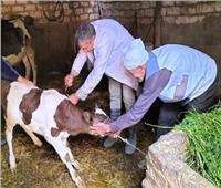 تحصين 247 ألف رأس ماشية ضد الحمى القلاعية وحمى الوادي المتصدع بالشرقية 