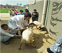 قافلة بيطرية من جامعة الزقازيق تعالج 3161 حيوان وطائر في قرية بالشرقية 