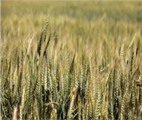 الأرصاد تحذر المزارعين من ري القمح غدا لتلك الأسباب