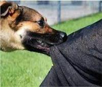 تسليم كلب شرس لدار رعاية تسبب في إرهاب أهالي مدينة نصر