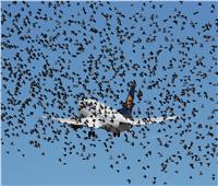 سرب من الطيور يهاجم طائرة في أجواء مطار روسي
