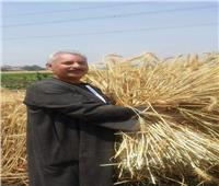 نقيب الفلاحين يعلن بدء موسم حصاد القمح في الصعيد