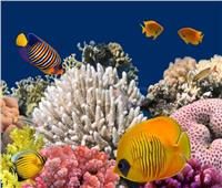 معلومات الوزراء: 209 أنواع من الشعاب المرجانية في مصر