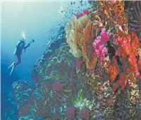 الشعاب المرجانية تسهم بنصف عائدات السياحة المصرية.. و70% منها معرضة للخطر عالمياً