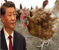 في الصين| تسجيل أول وفاة بإنفلونزا الطيور 
