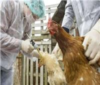 «القاهرة الإخبارية»: أمريكا تبدأ اختبار لقاحات لأنفلونزا الطيور