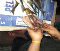 «تموين الغربية» يضبط 8 أطنان رنجة وأسماك فاسدة بكفرالزيات 