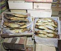 ضبط 1.5 طن أسماك مملحة ومدخنة غير صالحة للاستهلاك الآدمي بالعمرانية