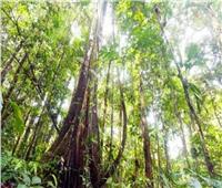 تقرير بريطاني: يجب تخصيص مليارات إضافية لحماية الغابات الاستوائية