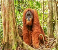 جونونج ليوزر الأبرز| أجمل الحدائق الوطنية في إندونيسيا| صور 