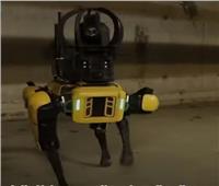 كلب آلي يزاحم مسؤولي الصيانة بشبكة مترو باريس| فيديو