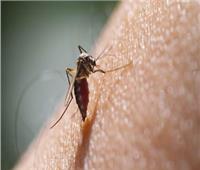 الكركم والزنجبيل الأبرز.. 5 علاجات منزلية فعالة لمرض الملاريا