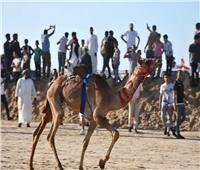 وزير الشباب يفتتح مهرجان سباقات الهجن بالعريش 