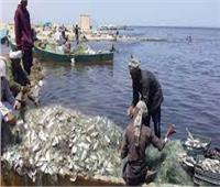 «بحيرة البردويل»: زيادة إنتاج أسماك الدينيس إلى 33%