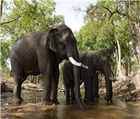 تقلص مساحة مناطق توطن الفيلة في آسيا 