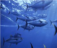 في اليوم العالمي لسمك التونة.. هذه مخاطر صيد السمك المهدد بالانقراض