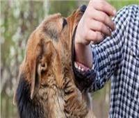 الطب البيطري بالغربية ينجح في القضاء على الكلب الضال بعد عقره لـ8 أطفال بالمحلة