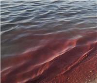 «خبير بيئي» يكشف أسباب تغير لون مياه البحر الأحمر إلى الوردي
