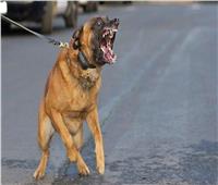 التحريات في واقعة عقر كلب شرس لطالب في أكتوبر: «مرخص وتم التحفظ عليه» 