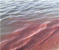 الـمياه لونها وردى| فريق علمي يفسر ظاهرة تغير مياه البحر الأحمر