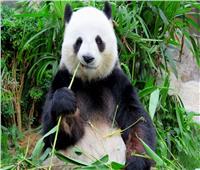 أول حيوان باندا يولد في فرنسا....ينقل إلى الصين في يوليو