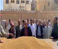 توريد 78 ألف طن من محصول القمح بالشون والصوامع الحكومية بمراكز المنيا