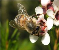 خطوات صنع العسل من خلية النحل.. مجهود ضخم يبدأ من الشتاء