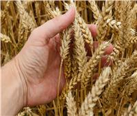 كيف شجعت الدولة على زراعة القمح وزيادة الإنتاج؟