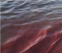 سر تغير مياه البحر الأحمر للون الوردي.. «مدير محمية» بالغردقة يوضح
