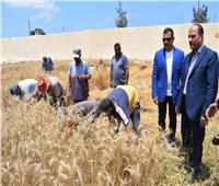 بدء موسم حصاد القمح بمزرعة جامعة العريش