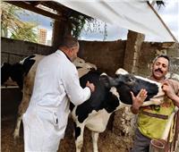 تحصين 626 ألف رأس ماشية ضد الحمى القلاعية خلال شهرين بالبحيرة