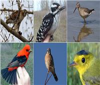 تقلص أحجام الطيور بسبب تغير المناخ
