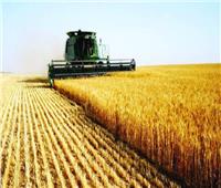 القمح.. توريد 43% من المستهدف هذا العام بأسوان