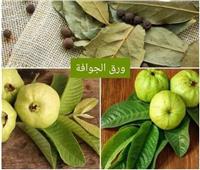 خبيرة: أوراق الجوافة تحمي خلايا الكبد والكلى والبنكرياس من السموم