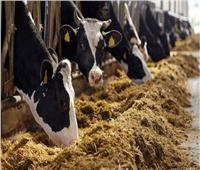 الزراعة: حجم الثروة الحيوانية يبلغ 6.5 مليون رأس.. وكيلو اللحم بـ225 جنيهًا