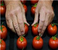 دراسة تحذر مرضى التهاب المفاصل من تناول الطماطم