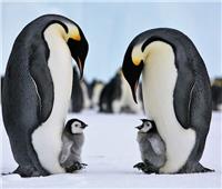 البطريق والمناخ في بؤرة اهتمام معاهدة القارة القطبية الجنوبية
