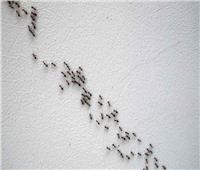 5 علاجات منزلية للتخلص من النمل الأبيض في المنزل