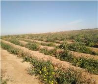 «مسرع وبني عدي» الأشهر| قرى أسيوط تزرع 4500 فدان من النباتات العطرية النادرة