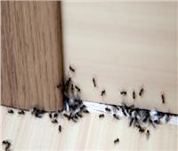 في حر الصيف.. 7 علاجات آمنة للتخلص من النمل في المنزل 