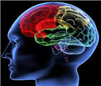 دراسة حديثة: شكل تصميم مخ الإنسان يحدد أفكاره في المستقبل