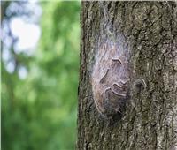 أنواع خطيرة من اليرقات السامة تنتشر بالمملكة المتحدة تسبب الطفح الجلدي والربو
