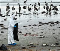 آلاف الطيور البحرية النافقة على شواطئ شمال تشيلي