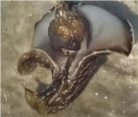مخلوق غريب يحير خبراء البحار| فيديو