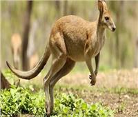 بعد تزايدها.. قتل حيوانات الكنغر رمز أستراليا لحمايتها من الجوع
