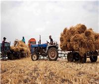 شون وصوامع المنيا تستقبل 419 ألف طن من محصول القمح
