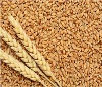 ارتفاع توريد القمح المحلي لـ 3.4 مليون طن حتى الآن