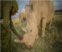 هدده الصيد الجائر.. العلماء يعيدون وحيد القرن «الأبيض» إلى الكونغو في محاولة لإنقاذه